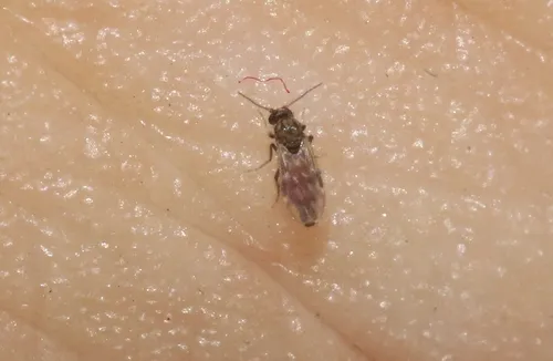Culicoides ornatus