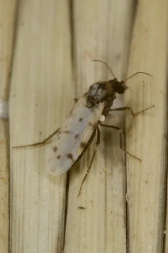 Culicoides pulicaris