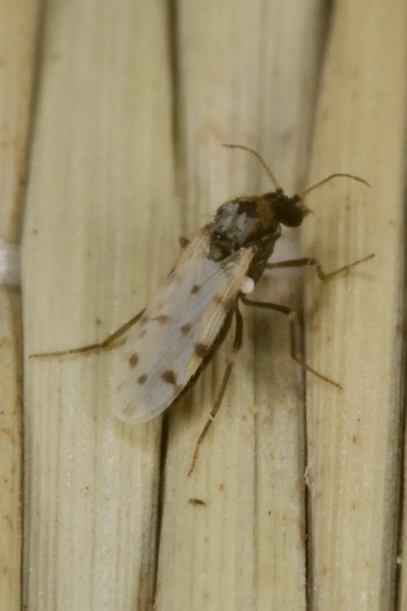 Culicoides pulicaris - photo 3