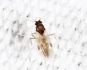Culicoides sanguisuga
