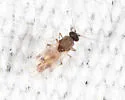 Culicoides sanguisuga - photo 2