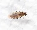 Culicoides stellifer