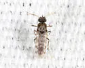 Culicoides venustus