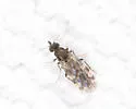 Culicoides venustus - photo 2