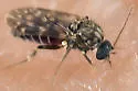 Culicoides villosipennis