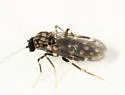 Culicoides villosipennis - photo 2