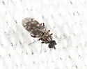 Culicoides villosipennis - photo 3