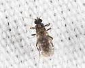 Culicoides villosipennis - photo 4