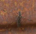 Culiseta alaskaensis