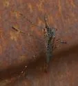 Culiseta alaskaensis - photo 2
