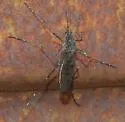 Culiseta alaskaensis - photo 3