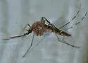 Culiseta alaskaensis - photo 4