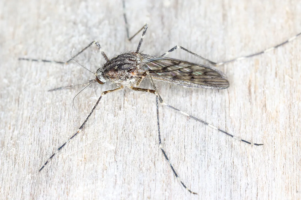 Banded house mosquito - photo 3