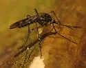 Culiseta incidens