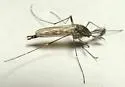 Culiseta incidens - photo 4