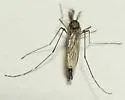 Culiseta incidens - photo 5