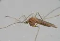 Culiseta inornata