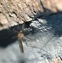 Culiseta inornata - photo 2