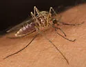 Culiseta inornata - photo 4
