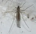Culiseta inornata - photo 5