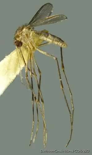 Culiseta melanura