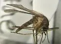 Culiseta minnesotae
