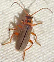 Cultellunguis americanus - photo 2