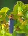 Cultellunguis americanus - photo 4