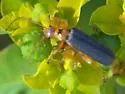Cultellunguis americanus - photo 5