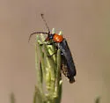 Cultellunguis ingenuus - photo 4