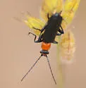 Cultellunguis ingenuus - photo 5