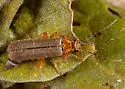 Cultellunguis larvalis