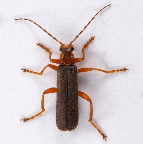Cultellunguis perpallens