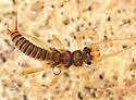 Cultus verticalis