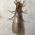 Cultus verticalis - photo 5