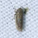 Cumora australis - photo 2