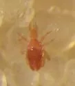 Cunaxa capreolus