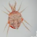 Cunaxa capreolus - photo 2