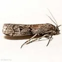 Cuniberta subtinctella - Hodges#5707 - Cuniberta subtinctella