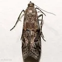 Cuniberta subtinctella - Hodges#5707 - photo 2