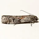 Cuniberta subtinctella - Hodges#5707 - photo 3