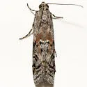 Cuniberta subtinctella - Hodges#5707 - photo 4