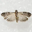 Cuniberta subtinctella - Hodges#5707 - photo 5