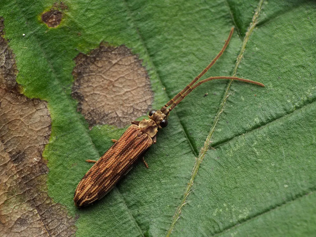 Reticulated Beetles - photo 2