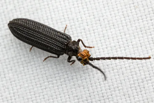 Prominent-headed Reticulated Beetle