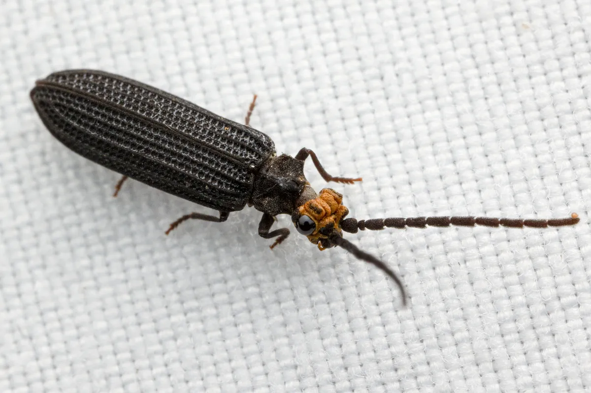 Prominent-headed Reticulated Beetle - photo 3