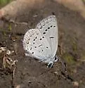 Western Tailed-Blue - Hodges#4362