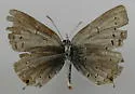 Western Tailed-Blue - Hodges#4362 - photo 4