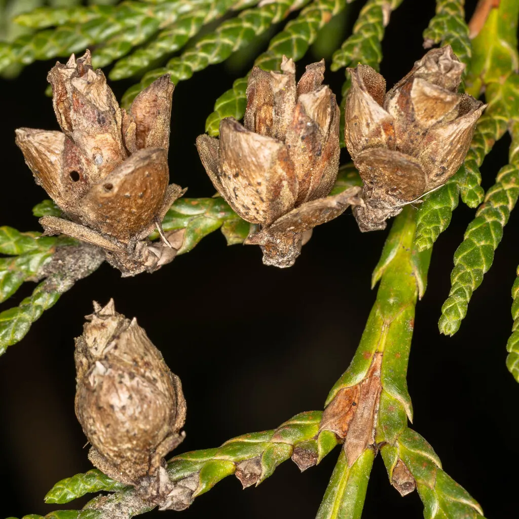 Redcedar Cone Midge - photo 2