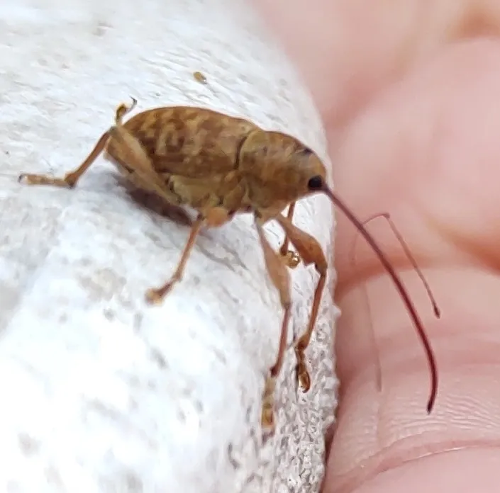Pecan Weevil - photo 2